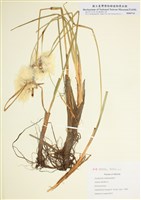 藏品(綠稈羊鬍子草)的圖片